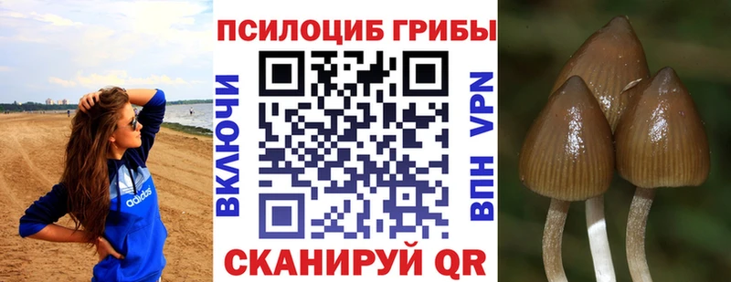 Галлюциногенные грибы мицелий  Александров 